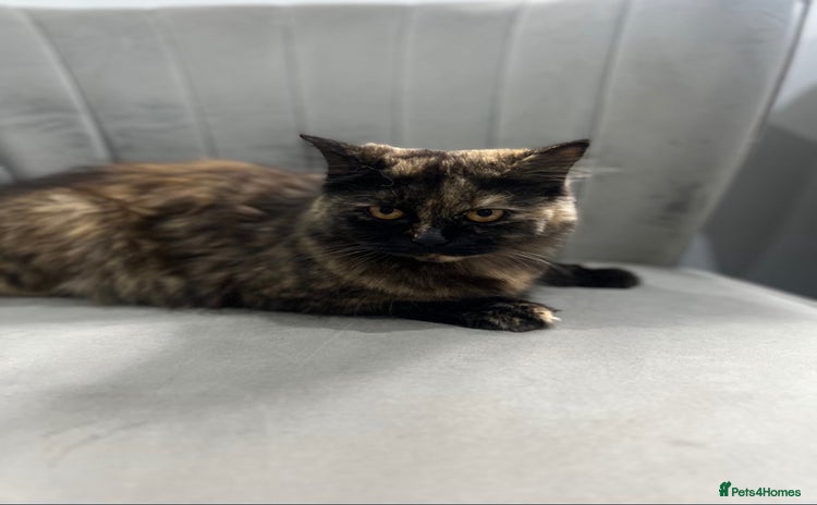 British Shorthair cats - Advert 10