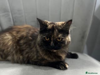 British Shorthair cats Female British Longhair Cat - Advert 4