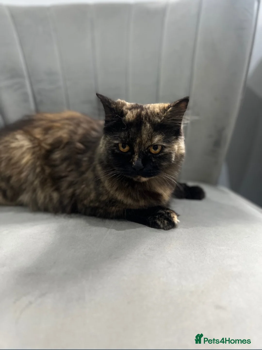 British Shorthair cats for sale: Female British Longhair Cat - Advert 1