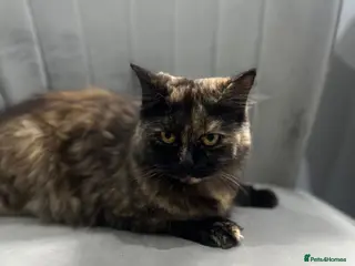 British Shorthair cats Female British Longhair Cat - Advert 14