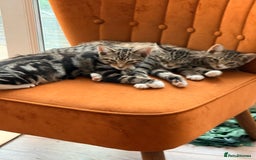 Burmese cats for sale: 4 boisterous kittens  - Image 5