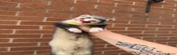 Ferret rodents for sale: Male ferrets  in Rotherham - Advert 1