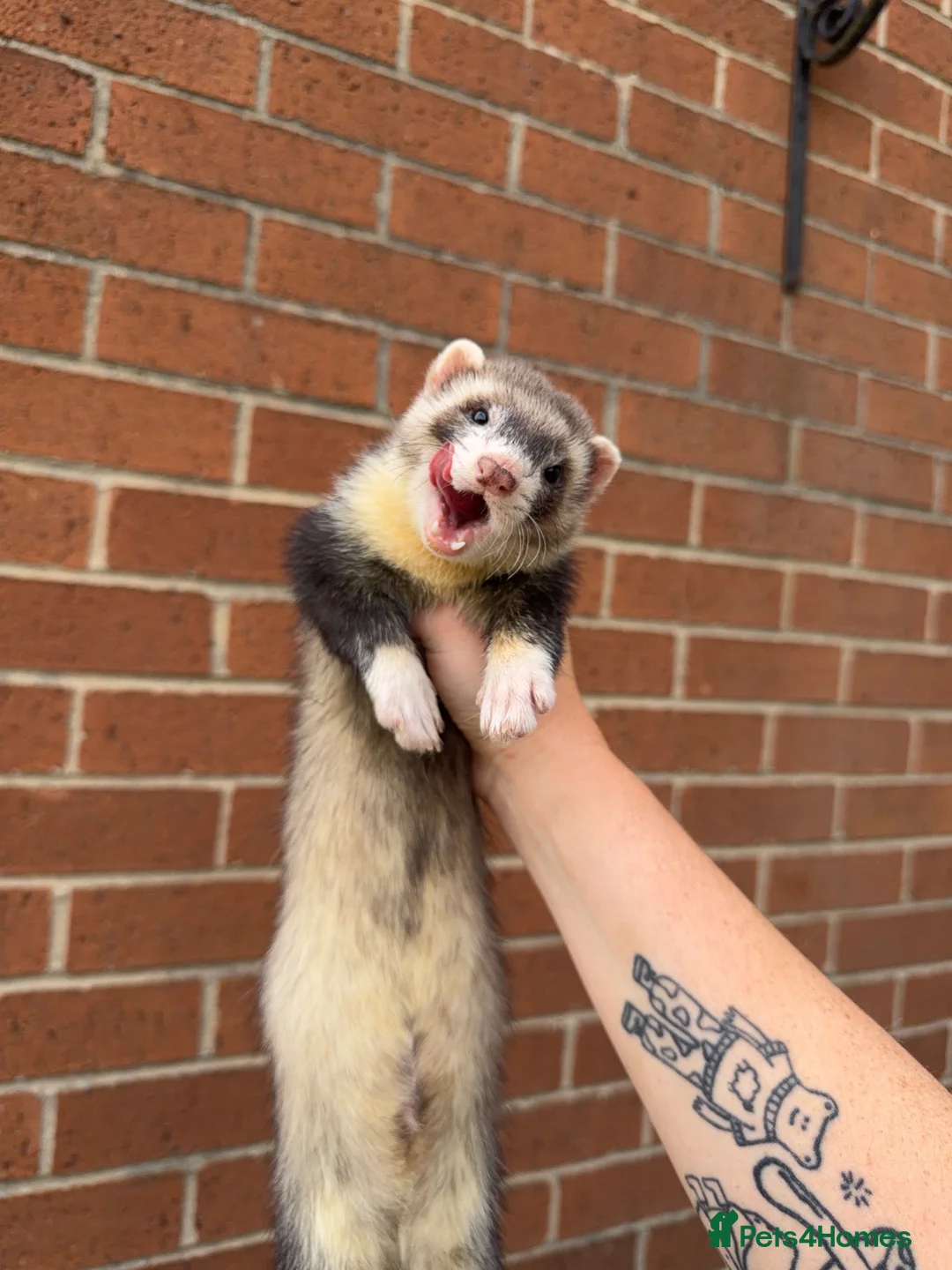 Ferret rodents for sale: Male ferrets  in Rotherham - Advert 1