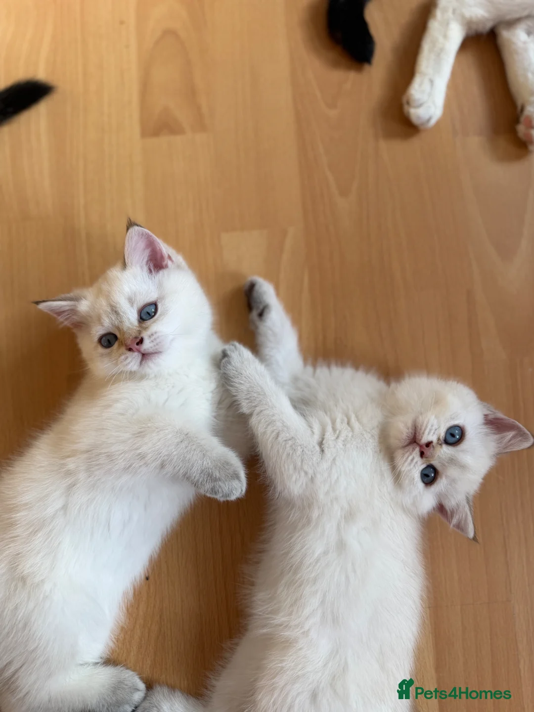 British Shorthair cats for sale: Full healthy vaccinated ready for a new home!!!! - Advert 2