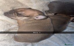 French Bulldog dogs for sale: French bulldog cross puppies  - Advert 8