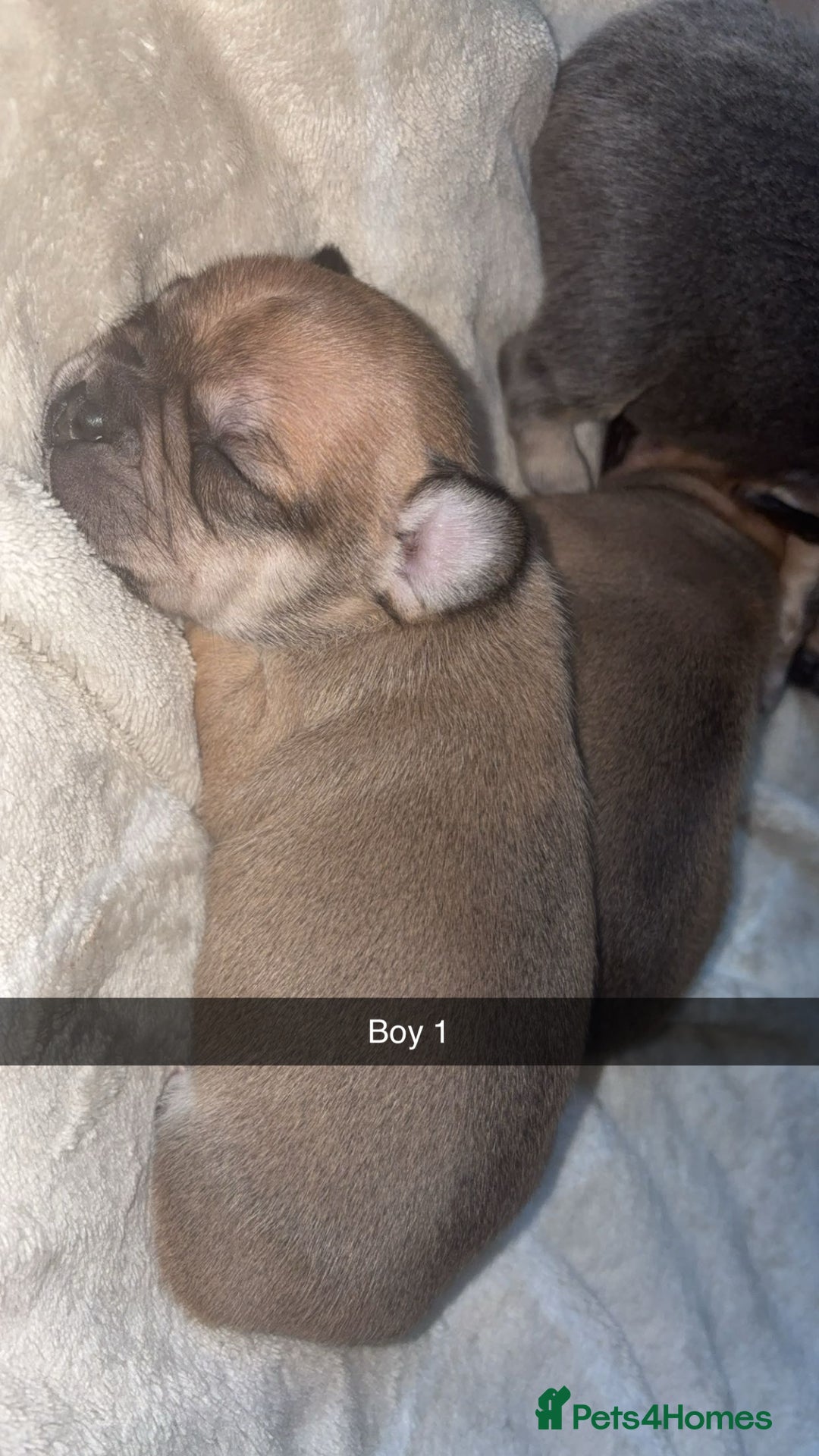 French Bulldog dogs for sale: French bulldog cross puppies  - Advert 8