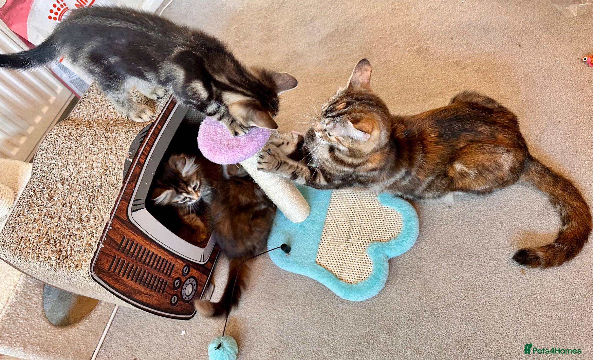 Mixed Breed cats Amiable mixed kittens:  - Advert 2