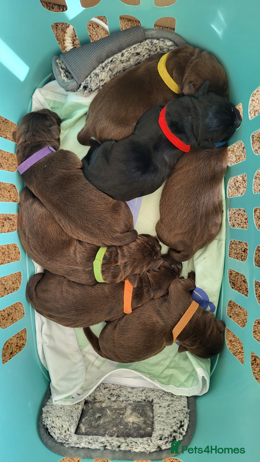 Labrador Retriever dogs for sale: Pedigree Labrador puppies - strong and healthy  - Image 5