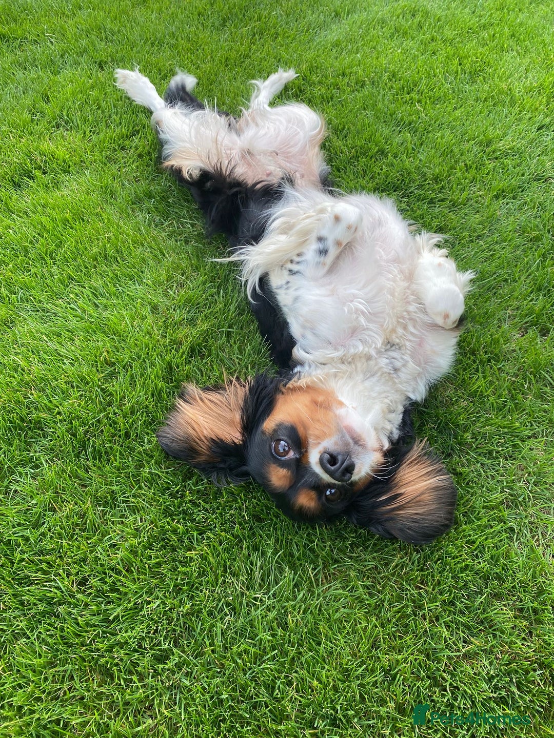 Cavalier King Charles Spaniel dogs for sale:  Beautiful 5-year-old King Charles Cavalier ❤️ - Image 1