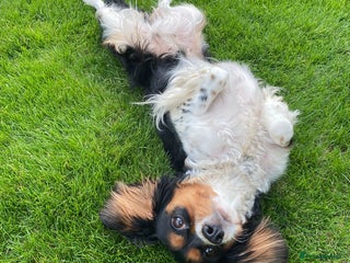 Cavalier King Charles Spaniel dogs for sale - Advert 1