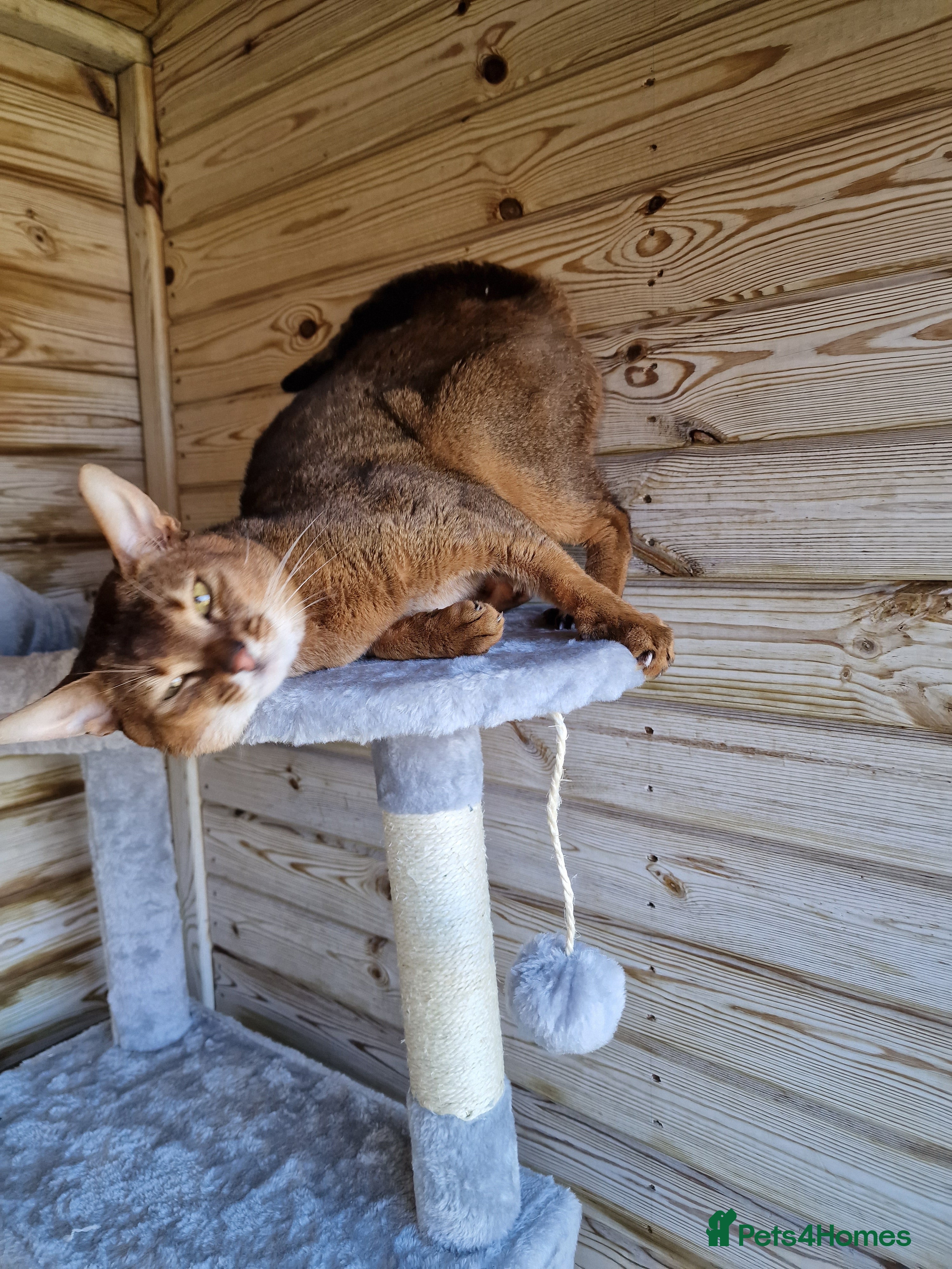 Abyssinian cats 🔥TICA active abbysinian boy for stud🔥 in Bury Saint Edmunds - Advert 1