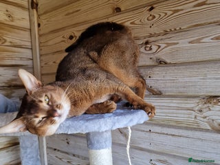 Abyssinian cats in Bury Saint Edmunds - Advert 2
