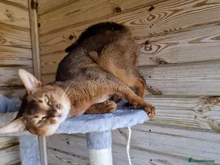 Abyssinian cats 🔥TICA active abbysinian boy for stud🔥 in Bury Saint Edmunds - Advert 3