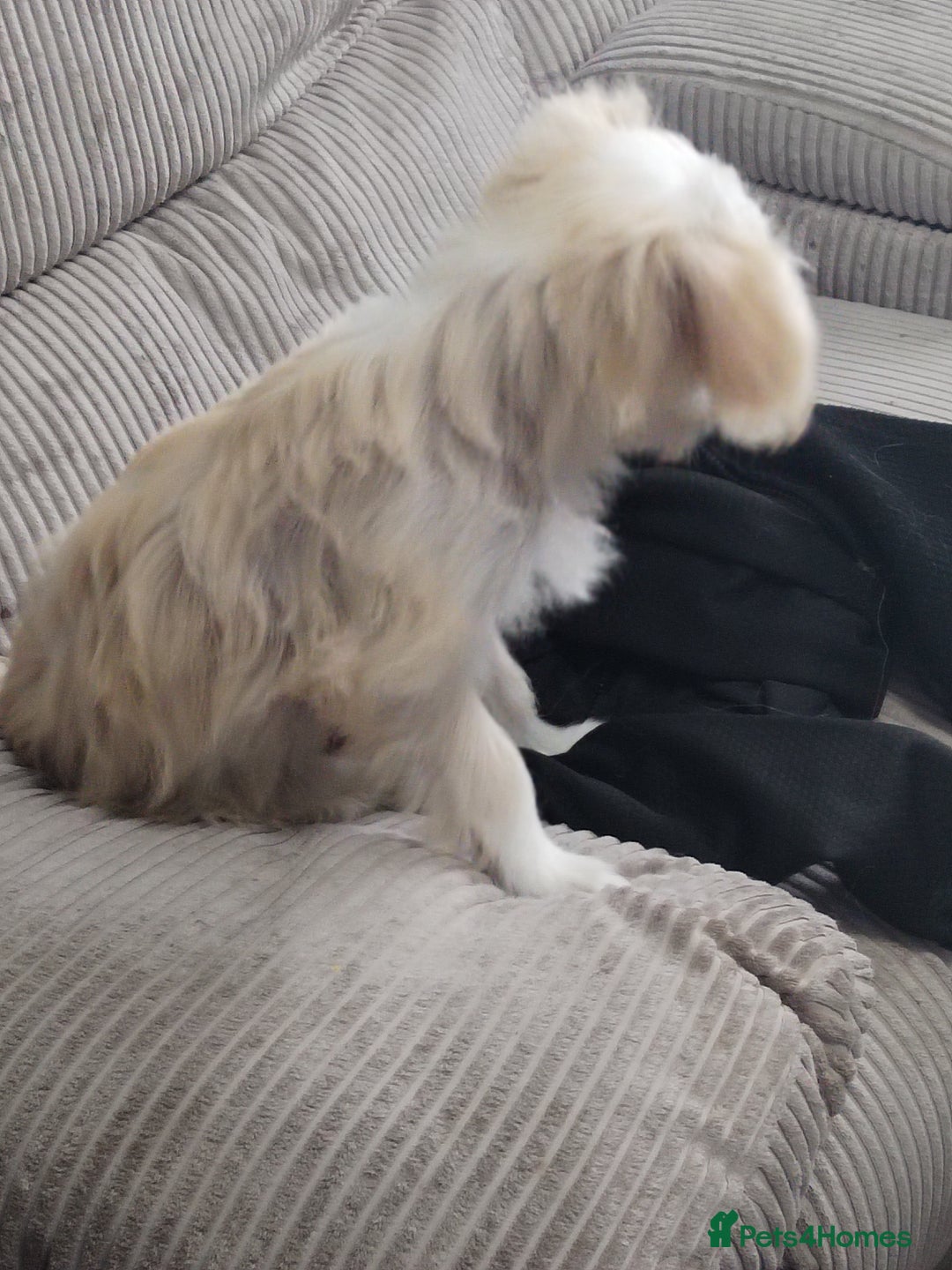Chinese Crested dogs for sale: 1 Chinese crested Hairy Hairless BOY remaining  - Image 9