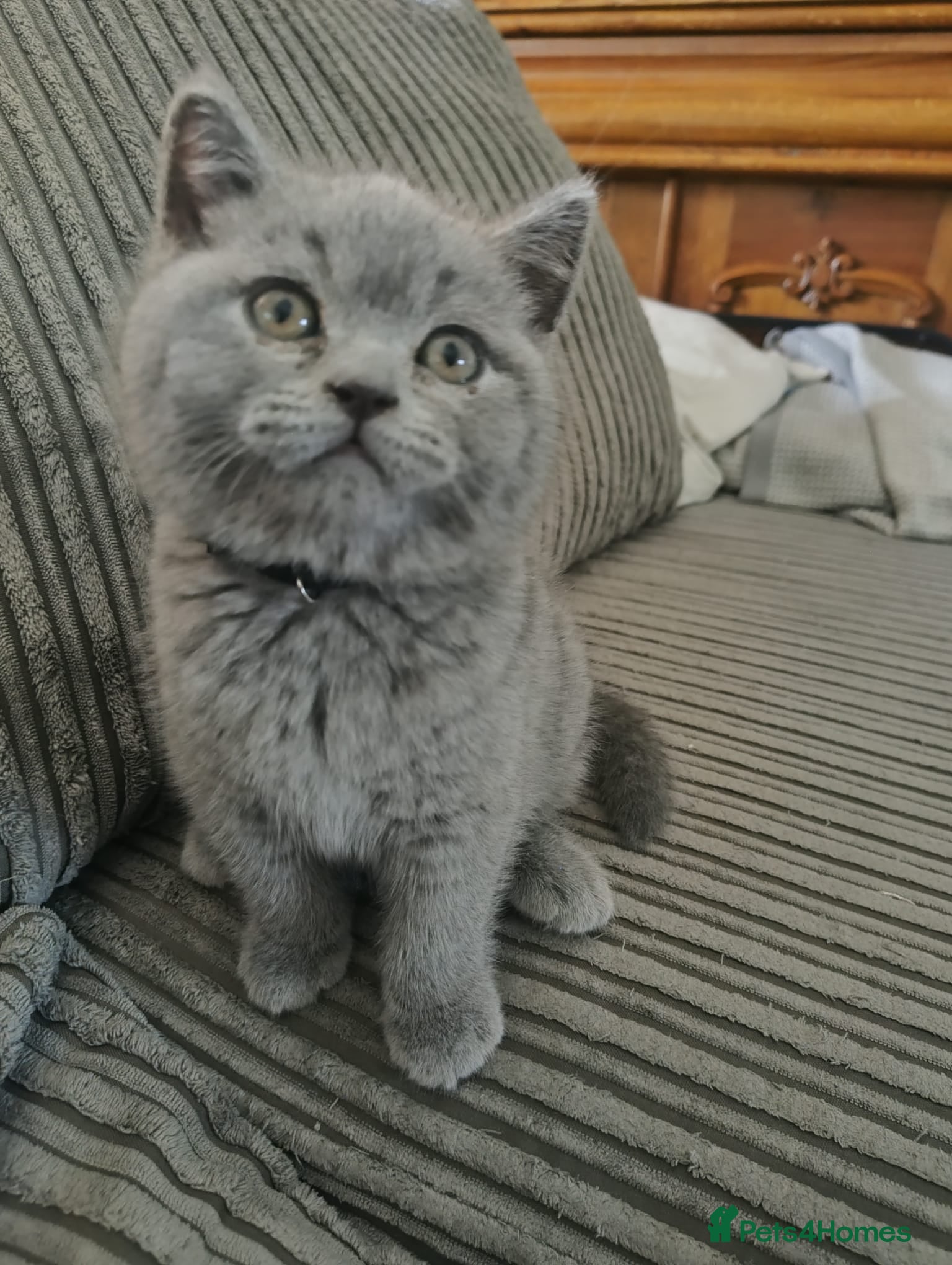 British Shorthair cats Last Gorgeous chunky British Shorthair Male. - Advert 1