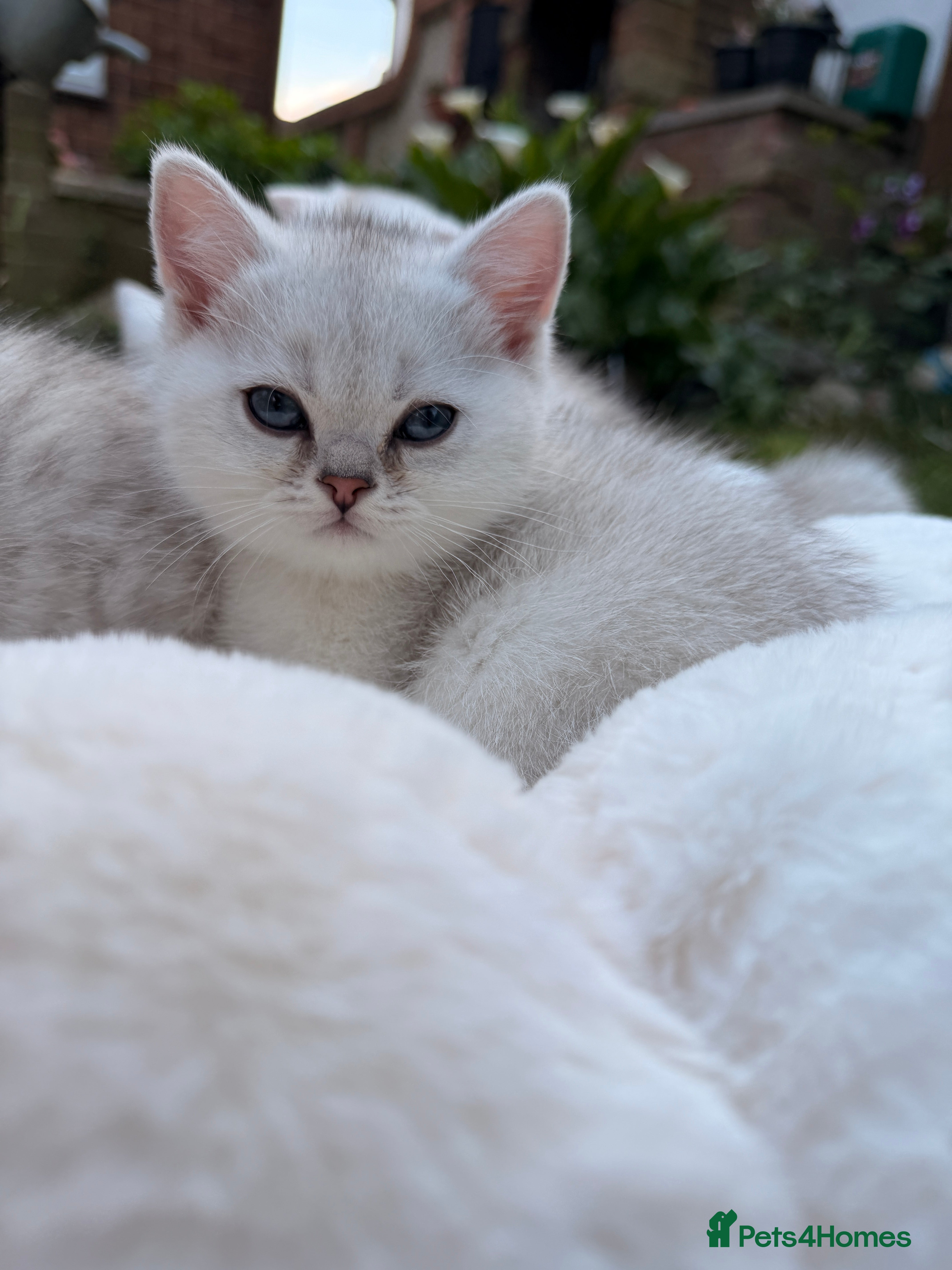 Scottish Fold cats for sale: Rare White Scottish Fold Kittens With Blue Eyes🩵 - Advert 10