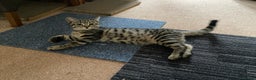 Domestic Shorthair cats for sale: Gorgeous tabby’s ready for good home.. - Advert 5