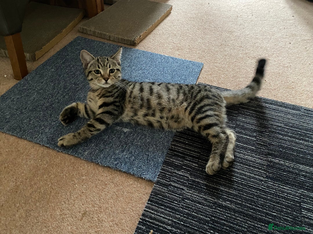 Domestic Shorthair cats for sale: Gorgeous tabby’s ready for good home.. - Advert 5