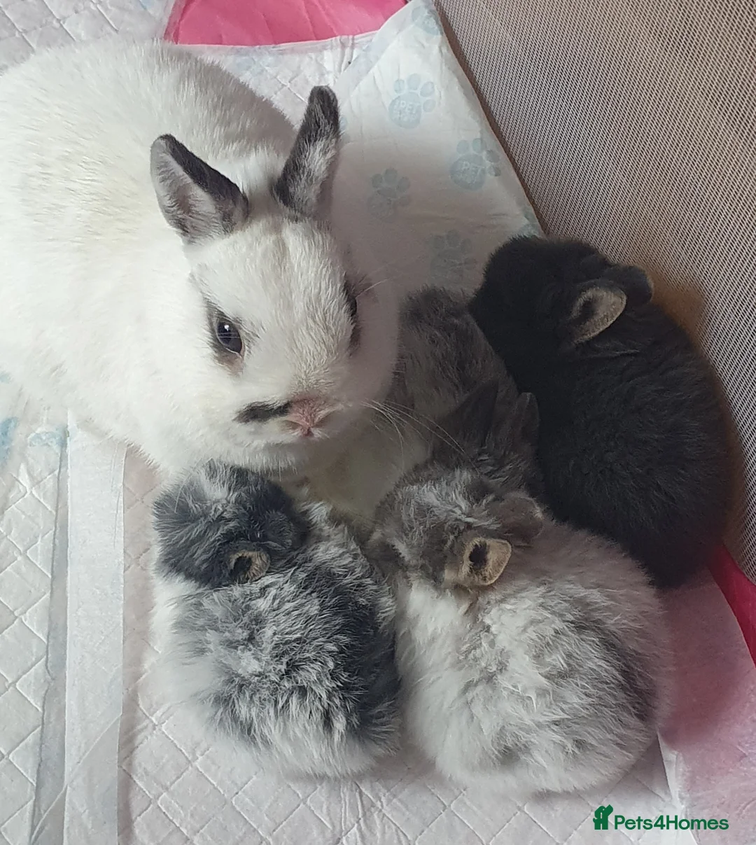 Netherland Dwarf rabbits for sale: 4 Beautiful Netherland Dwarf Buns in Pinner - Advert 1
