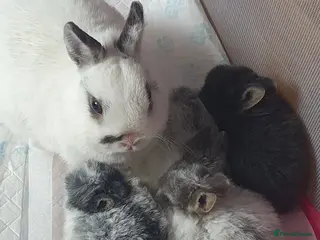 Netherland Dwarf rabbits 4 Beautiful Netherland Dwarf Buns in Pinner - Advert 3