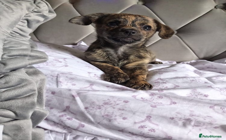 Mixed Breed dogs - Advert 14