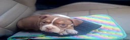 American Bully dogs for sale: American Bully Puppies  - Advert 3