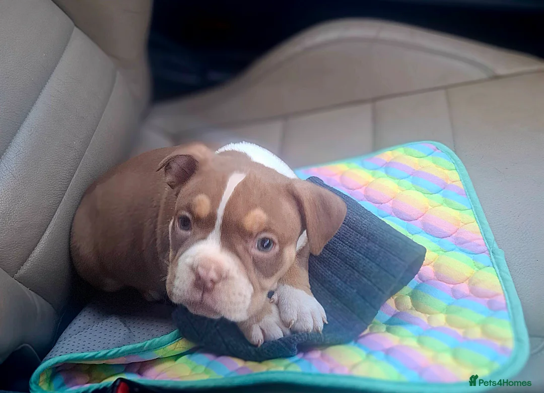 American Bully dogs for sale: American Bully Puppies  - Advert 3