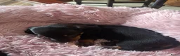 Miniature Dachshund dogs for sale: Minature Dachshund black and tan - Advert 9