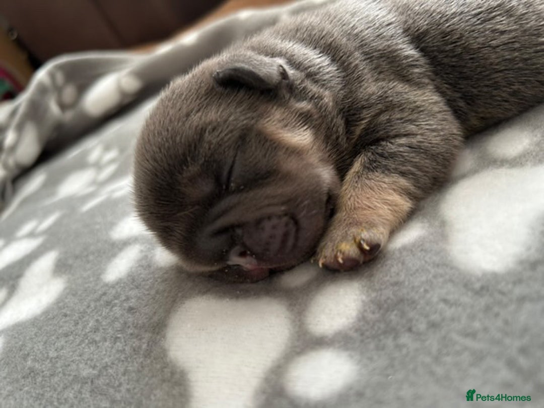 French Bulldog dogs for sale: ⭐️ KC Rope nose frenchies carrying fluffy ⭐️ - Image 10
