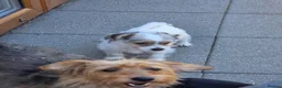Jack Russell dogs for sale: Jack Russell Pups - Advert 12