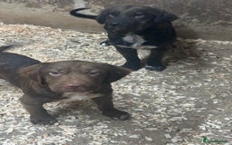 Mixed Breed dogs for sale: Cocker Pei (Mini Hippo) - Image 6