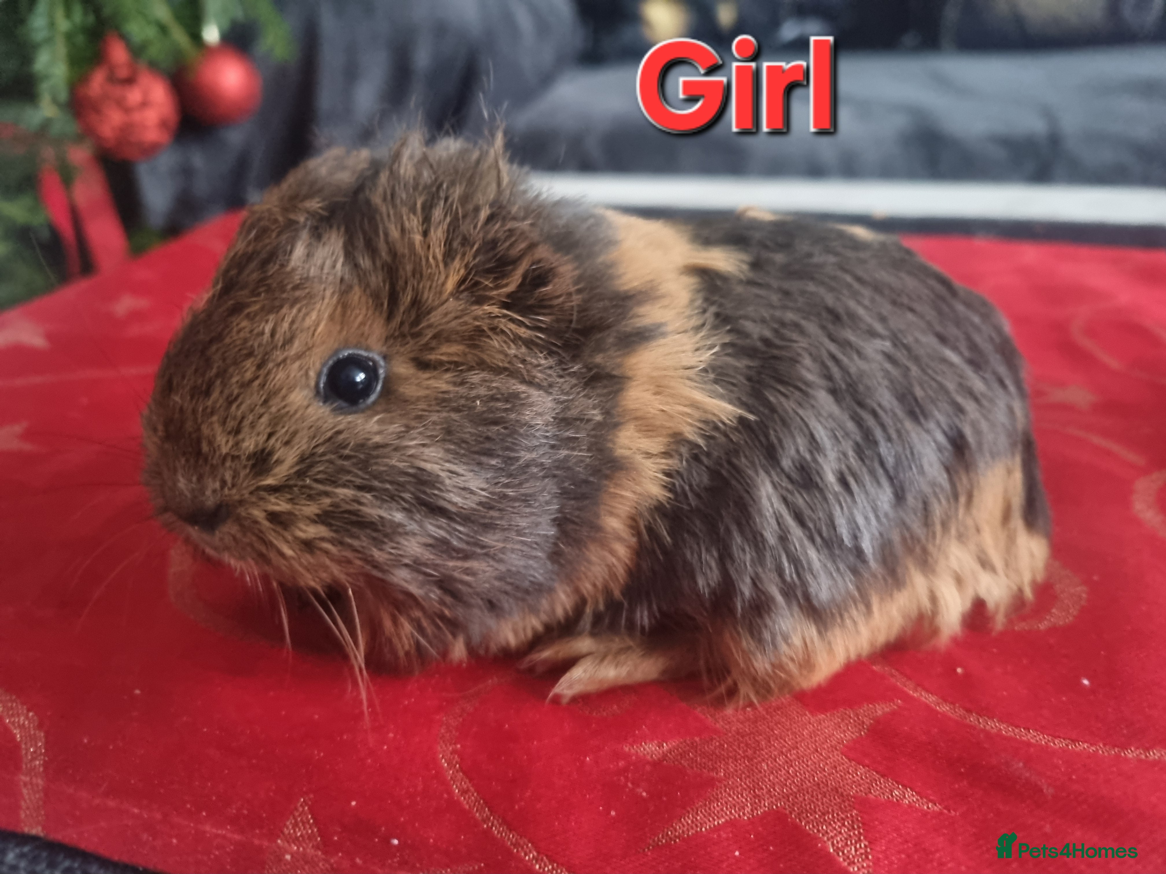 Guinea Pig rodents Guinea pigs for sale £25 each  - Advert 3