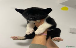 Akita dogs for sale: akita puppies  - Image 5