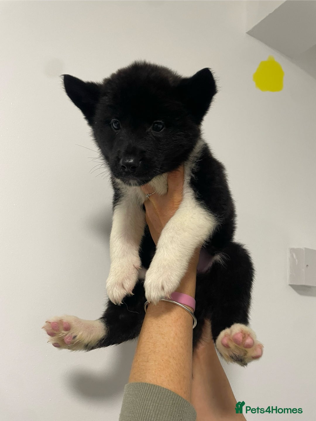 Akita dogs for sale: akita puppies  - Image 5