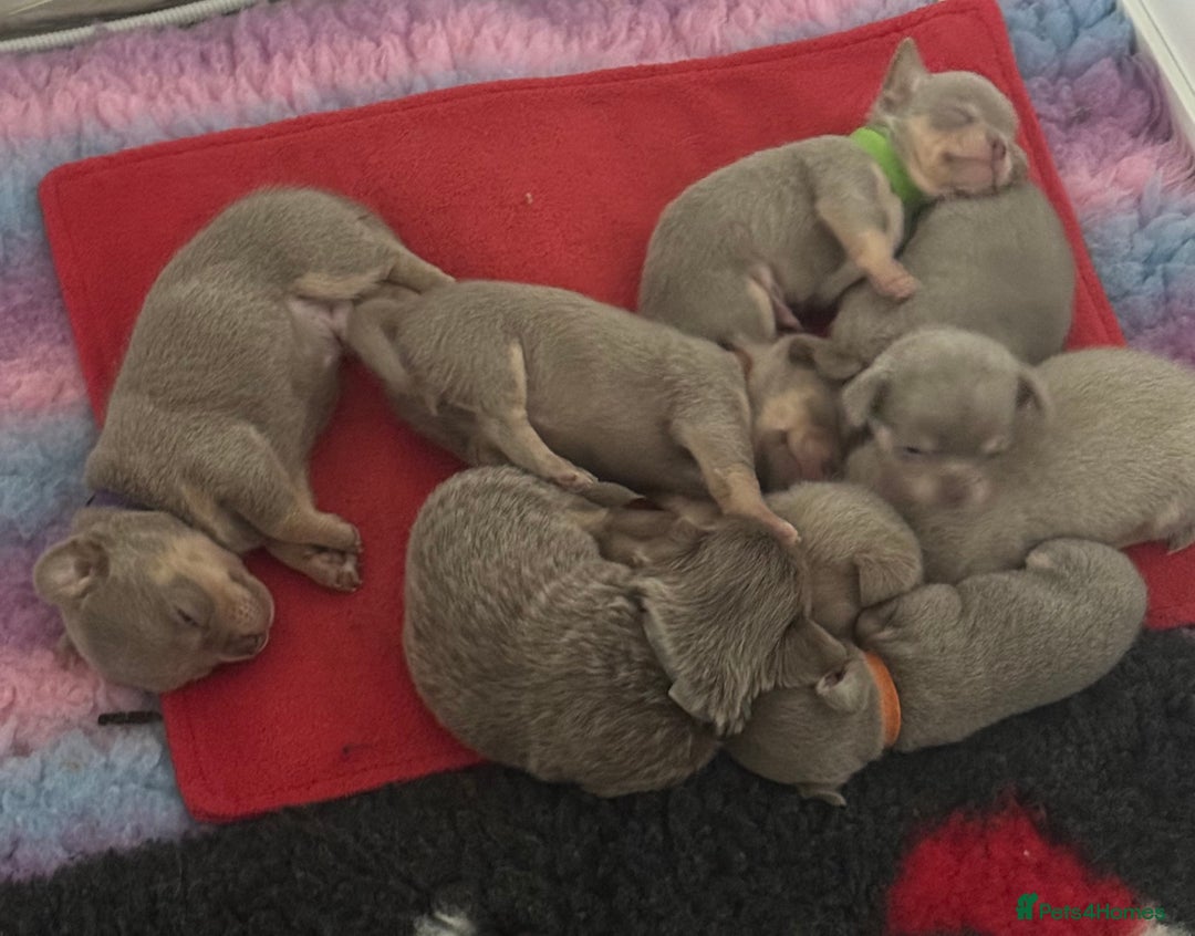 Chihuahua dogs for sale: 7 Amazing Beautiful Chihuahua’s  - Advert 5