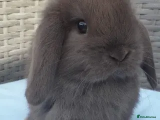 Mini Lop rabbits for sale: MINI LOP BUNNIES - PEDIGREE - Advert 1