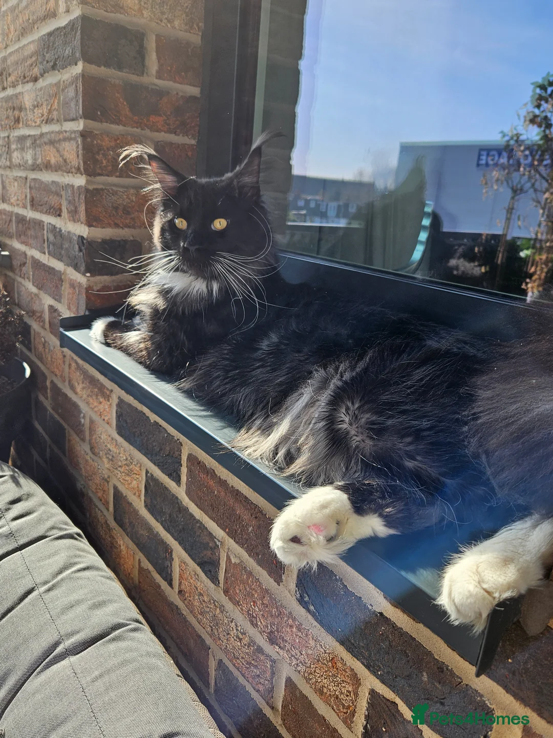 Maine Coon cats for sale: Maine coon male and female  - Advert 2