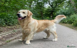 Golden Retriever dogs for sale: Golden retriever puppies confirmed (due 15/11) - Image 8
