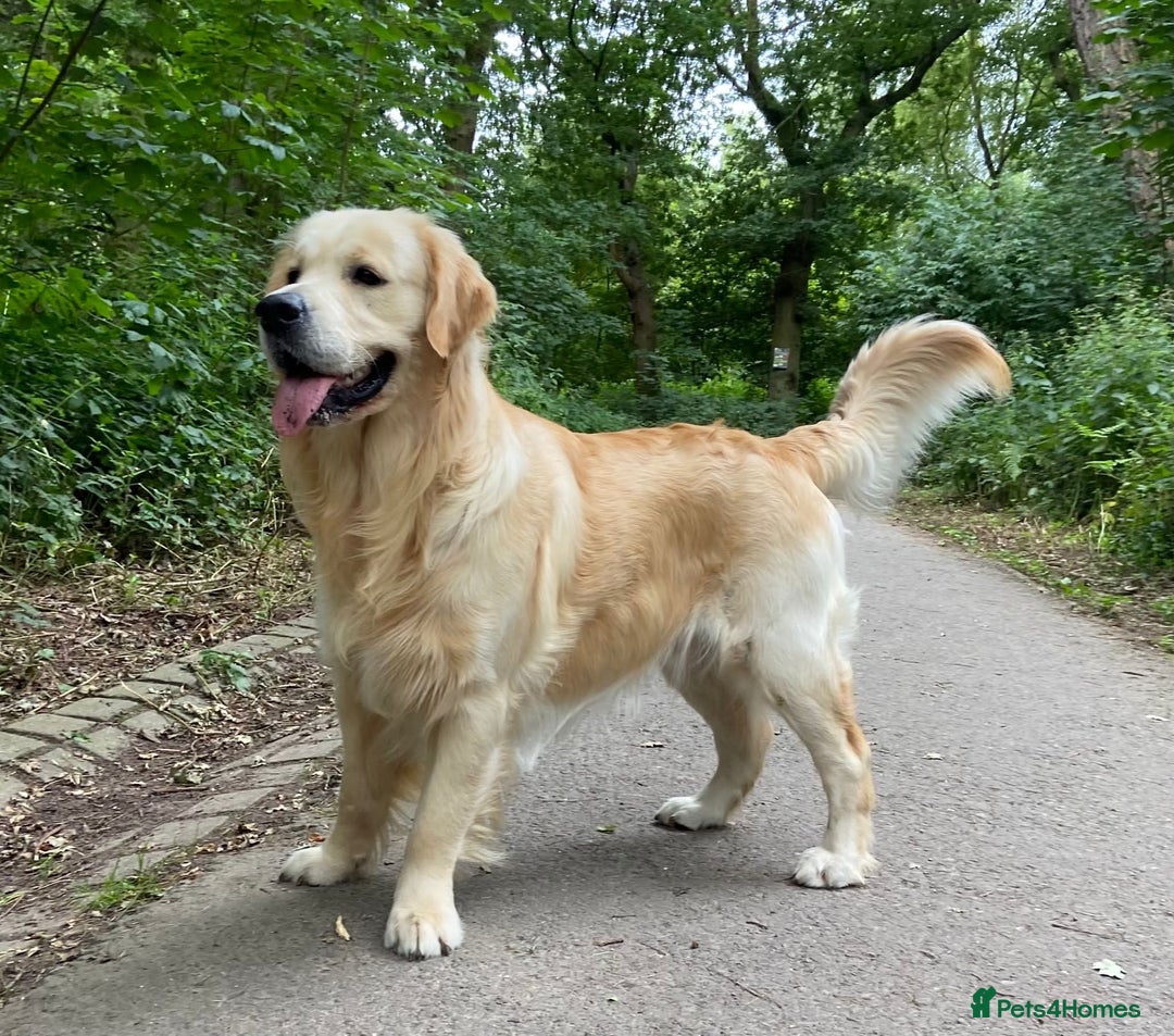 Golden Retriever dogs for sale: Golden retriever puppies confirmed (due 15/11) - Image 8