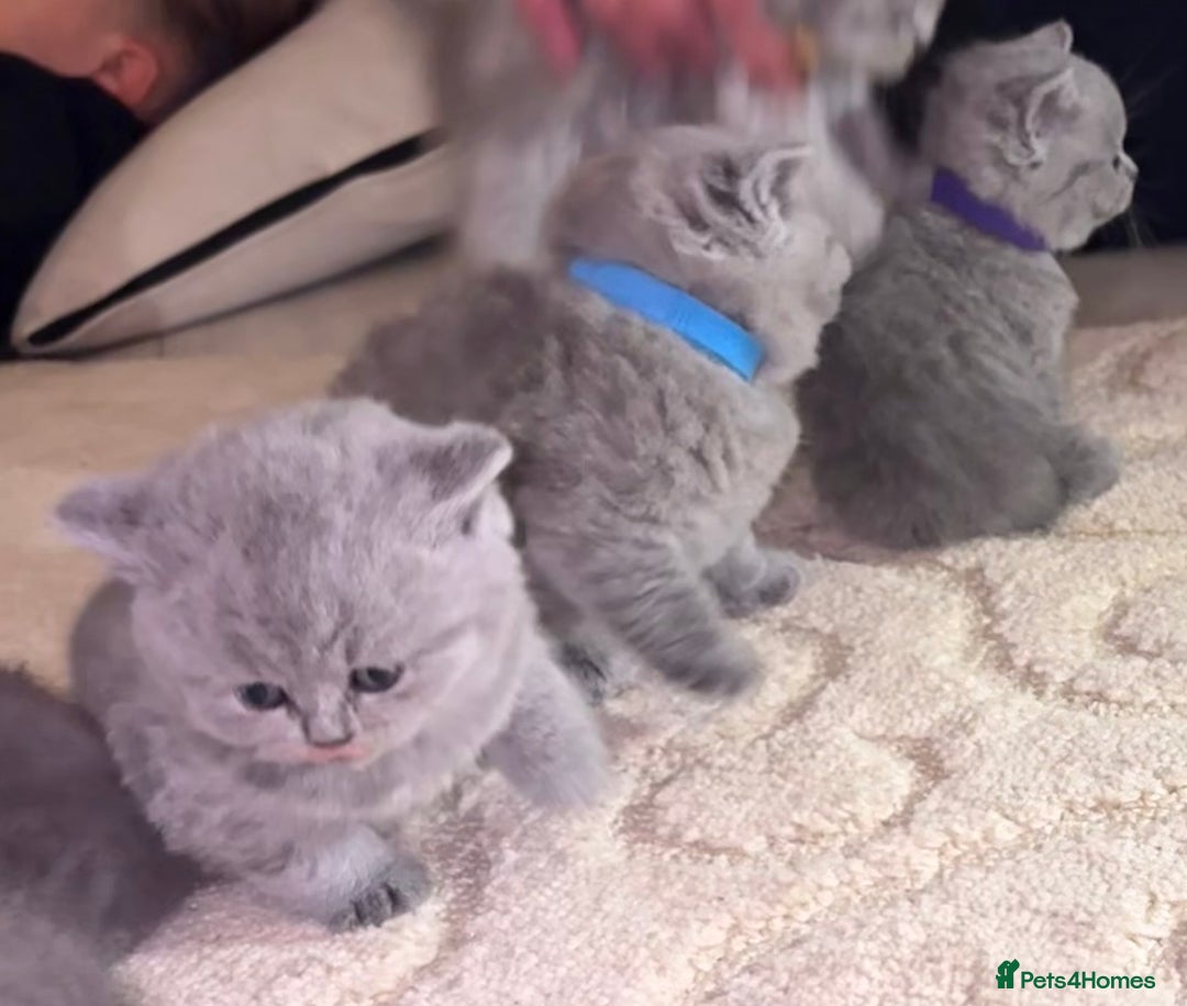 British Shorthair cats for sale: Beautiful British short hair kittens  - Image 14