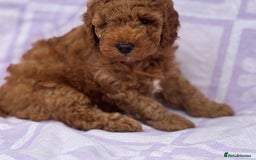 Cockapoo dogs for sale: Gorgeous Cockerpoo F1b - Image 8