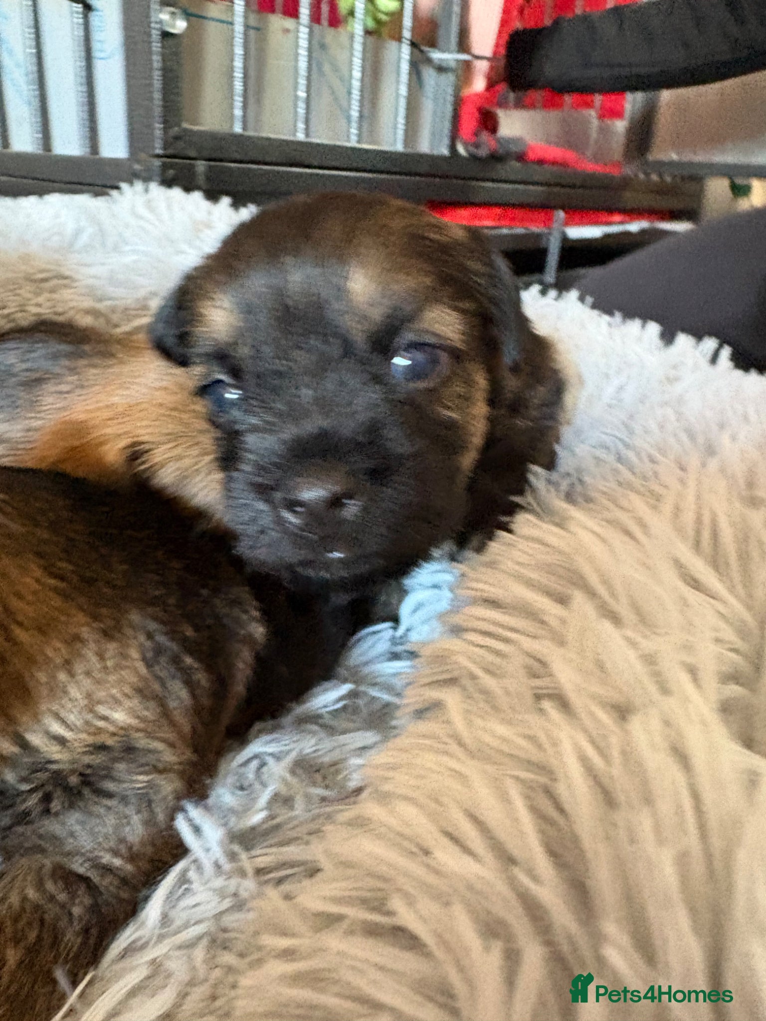 Border Terrier dogs 💕🐶 gorgeous kc reg Border Terrier puppies  🐶💕 - Advert 1