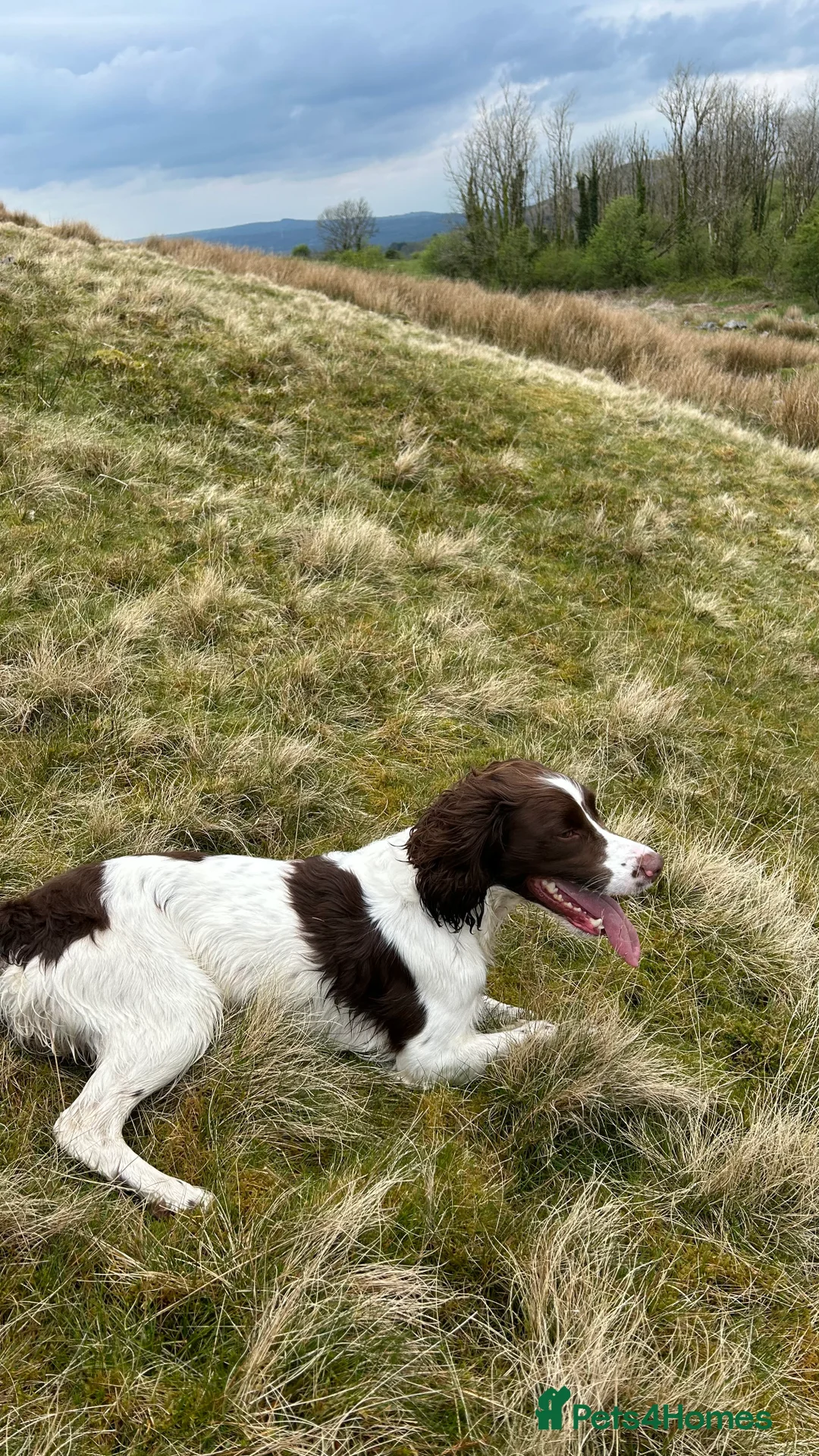 English Springer Spaniel dogs for stud: KC reg Working line springer spaniel stud  in Ammanford - Advert 8
