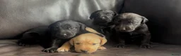 Labrador Retriever dogs for sale:  ⭐️ 5* LICENSED BREEDER - KC REGISTERED LABRADORS - Advert 2