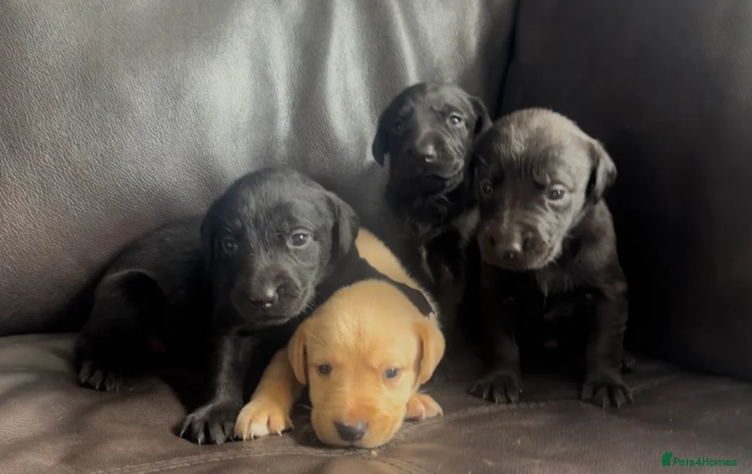 Labrador Retriever dogs for sale:  ⭐️ 5* LICENSED BREEDER - KC REGISTERED LABRADORS - Advert 2
