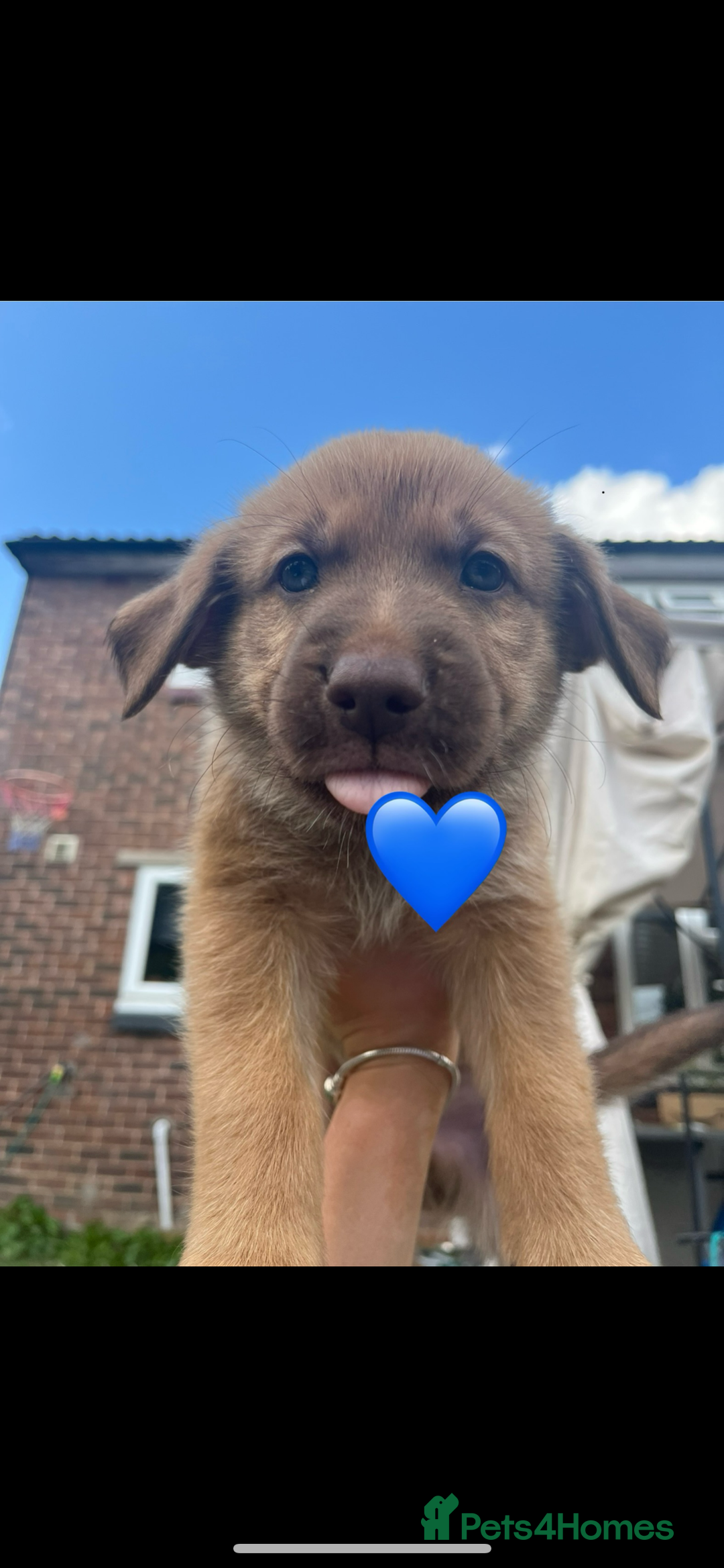 Mixed Breed dogs for sale: Rottweiler mixed with German Shepherds in Shrewsbury - Image 5