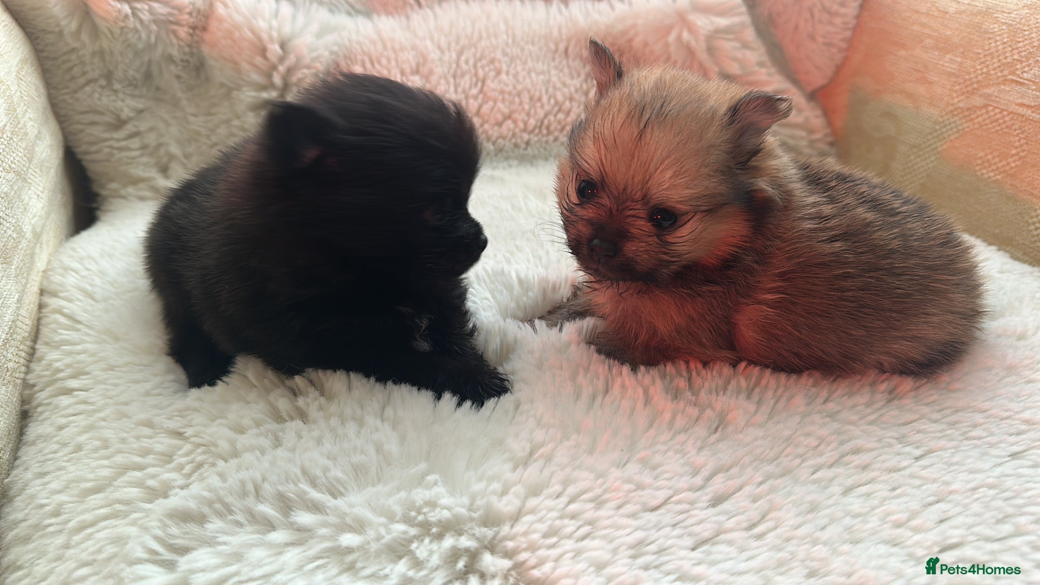 Pomeranian dogs for sale: Russian/Taiwan Pomeranian puppies in Wolverhampton - Advert 7