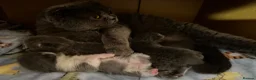 Scottish Fold cats for sale: Ready Now - Beautiful Scottish Kittens - Advert 1