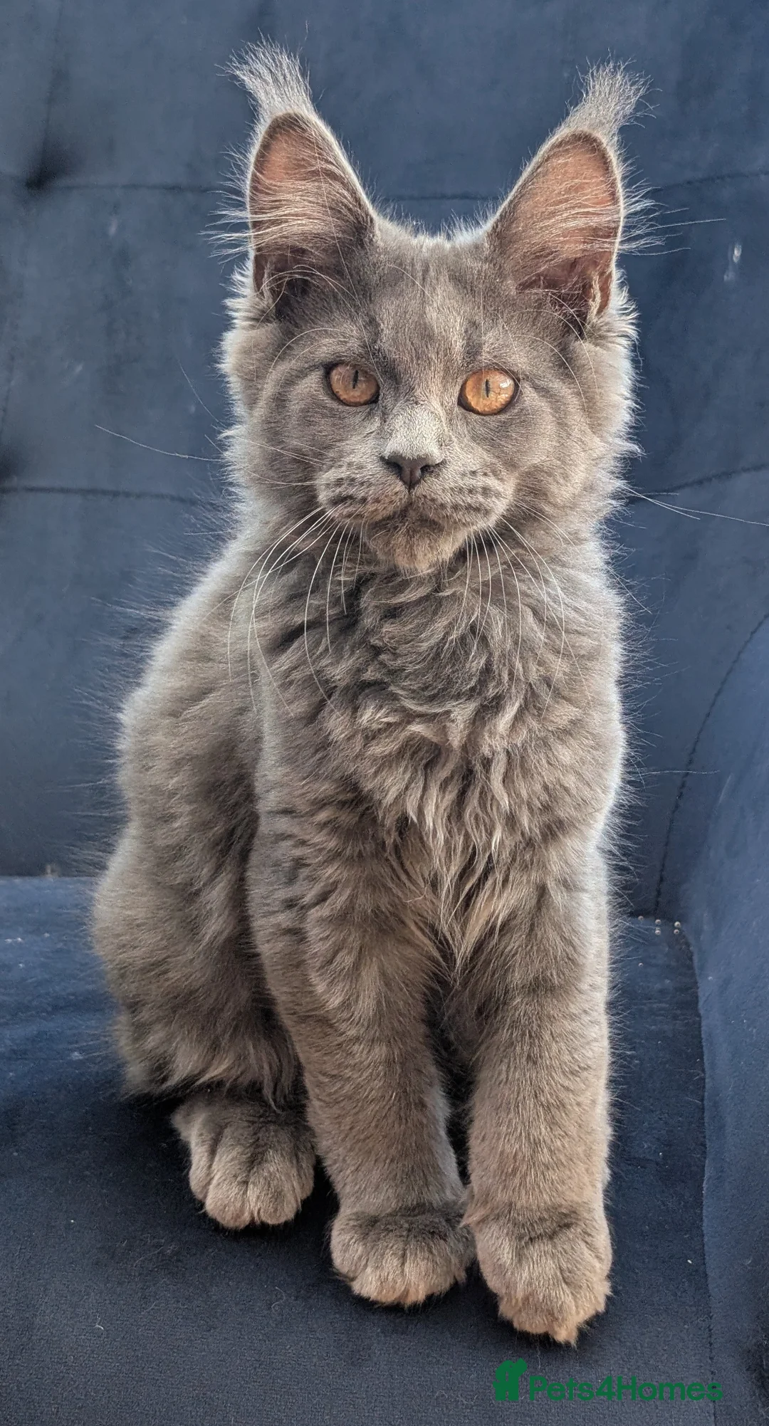 Maine Coon cats for sale: Pedigree Maine coons kittens Tica registered - Advert 1