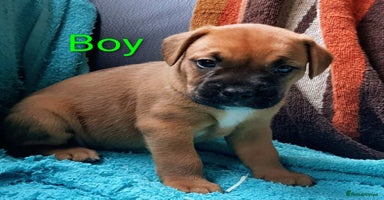 Mixed Breed dogs - Advert 6